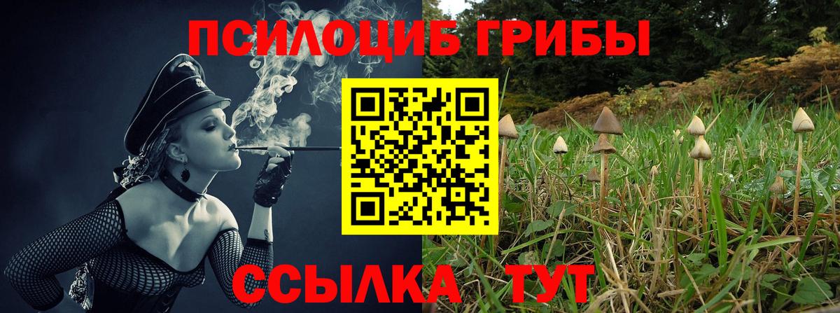 Псилоцибиновые грибы Psilocybe Тимашёвск
